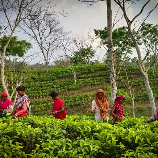 Inside The Brewing Healthcare Crisis of Assam’s Tea Garden Labourers