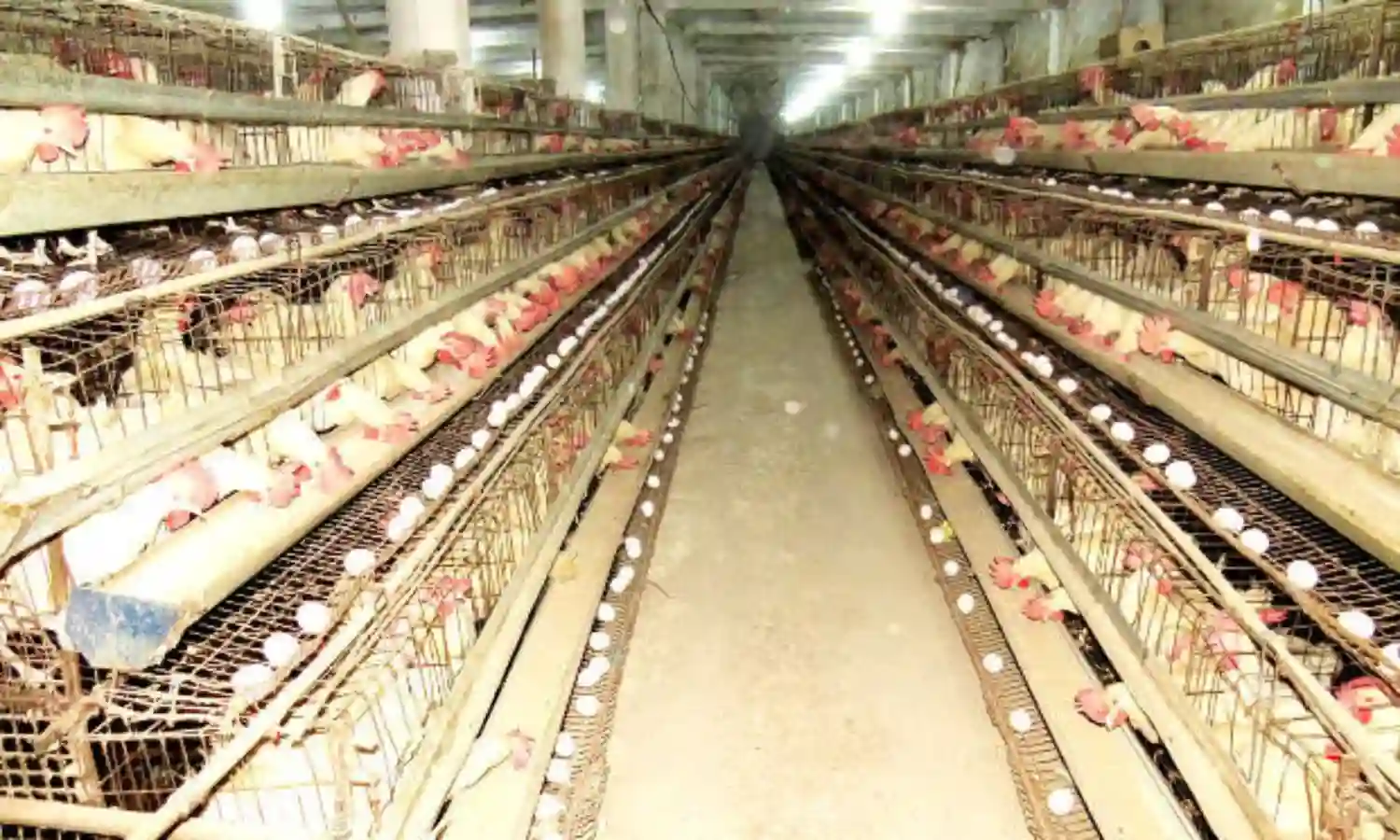 How India Can Cut Rampant Antibiotic Misuse In Food Animals
