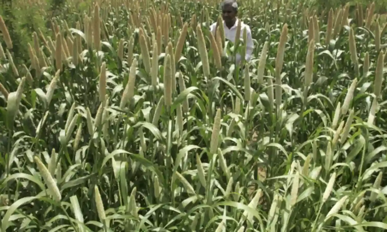 A Millets Revival Could Solve Indias Malnutrition Problem, Benefit Farmers