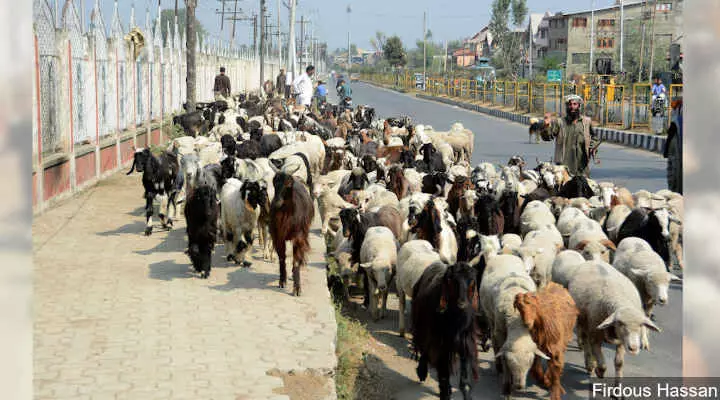 Lockdown: Delayed Spring Migration Will Cost J&K’s Nomadic Pastoral Tribes