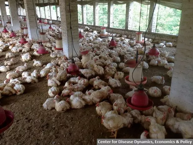 ‘Indian Poultry Farms Use Antibiotics To Replace Nutrition, Hygiene; Endanger Human Lives’