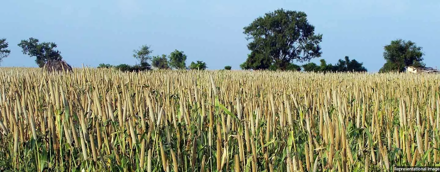 Indias Millets Makeover: Set To Reach Poor, School Meals