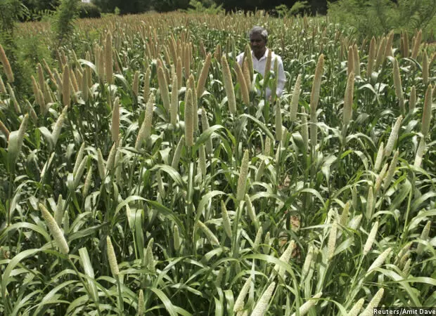 A Millets Revival Could Solve Indias Malnutrition Problem, Benefit Farmers