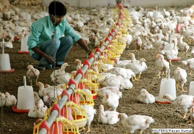 Keeping Chicken Healthy Threatens Indias Health