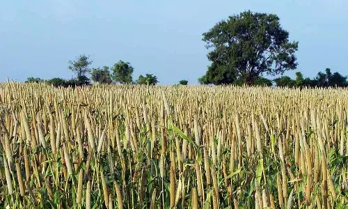 Indias Millets Makeover: Set To Reach Poor, School Meals