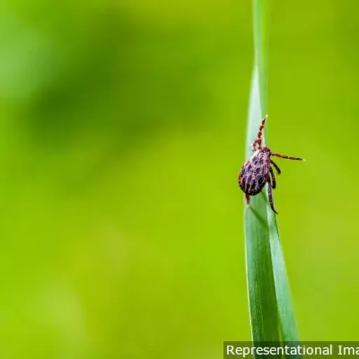 Why A Western Ghats Initiative Could Have Lessons For Zoonotic Disease Control