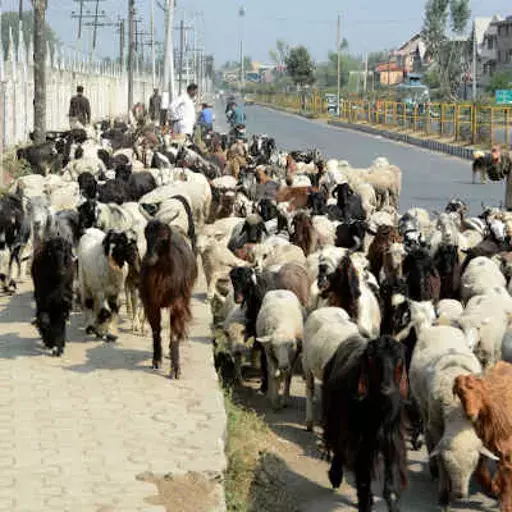 Lockdown: Delayed Spring Migration Will Cost J&K’s Nomadic Pastoral Tribes