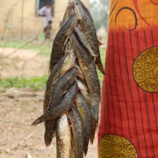 COVID-19: ‘Indebtedness, Hunger May Push West Bengal’s Denotified Tribes Into Bonded Labour’ COVID-19: ‘Indebtedness, Hunger May Push West Bengal’s Denotified Tribes Into Bonded Labour’