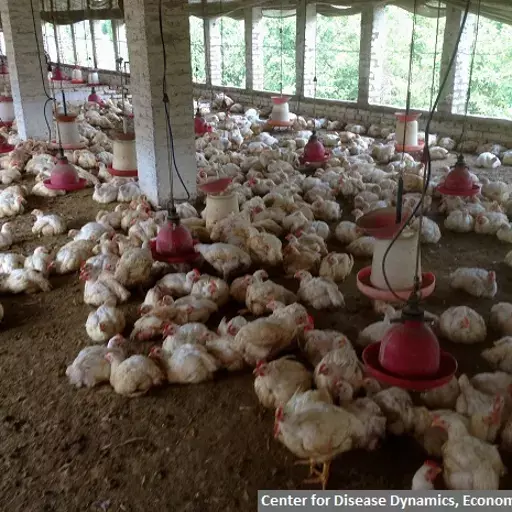 ‘Indian Poultry Farms Use Antibiotics To Replace Nutrition, Hygiene; Endanger Human Lives’ ‘Indian Poultry Farms Use Antibiotics To Replace Nutrition, Hygiene; Endanger Human Lives’