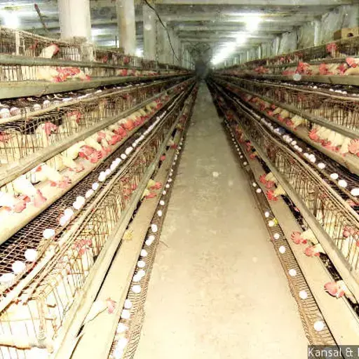 How India Can Cut Rampant Antibiotic Misuse In Food Animals How India Can Cut Rampant Antibiotic Misuse In Food Animals