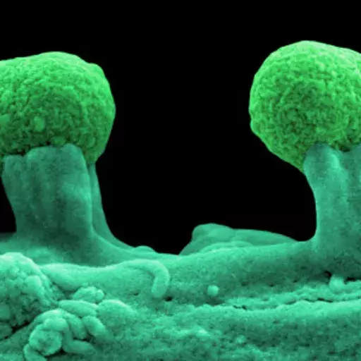 In 5 Years, Threat Of Drug-Resistant Superbugs Doubles In 5 Years, Threat Of Drug-Resistant Superbugs Doubles