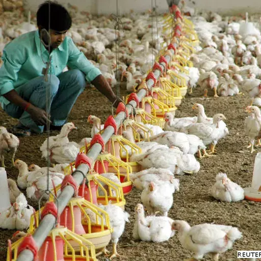 Keeping Chicken Healthy Threatens Indias Health Keeping Chicken Healthy Threatens Indias Health