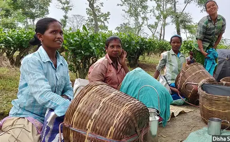 Assam’s World-Famous Tea Gardens Are Deadly For Pregnant Women Assam’s World-Famous Tea Gardens Are Deadly For Pregnant Women