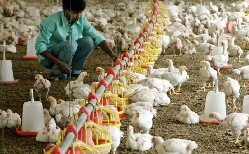 Keeping Chicken Healthy Threatens Indias Health Keeping Chicken Healthy Threatens Indias Health